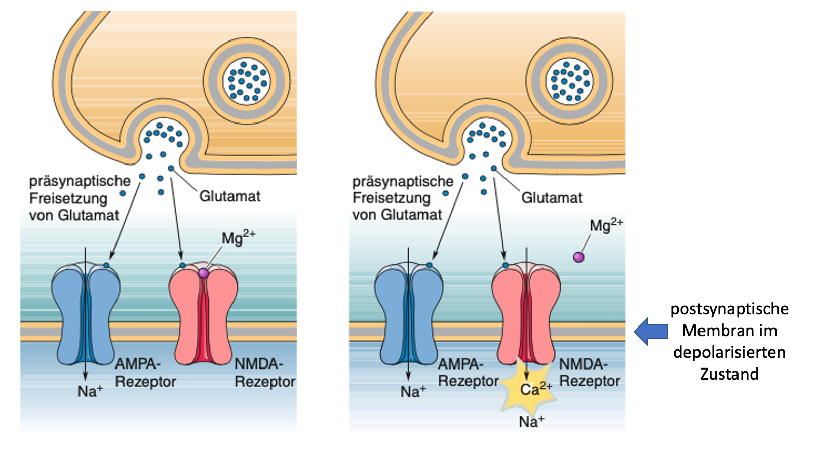 Lernen Gedächtnis Anatomie Physiologie I Neurophysiologie