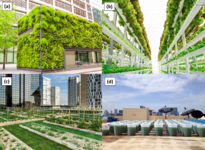 Examples of urban farming: (a) edible green wall, (b) vertical farming, (c) rooftop farming of crops, (d) rooftop farming of algae.
