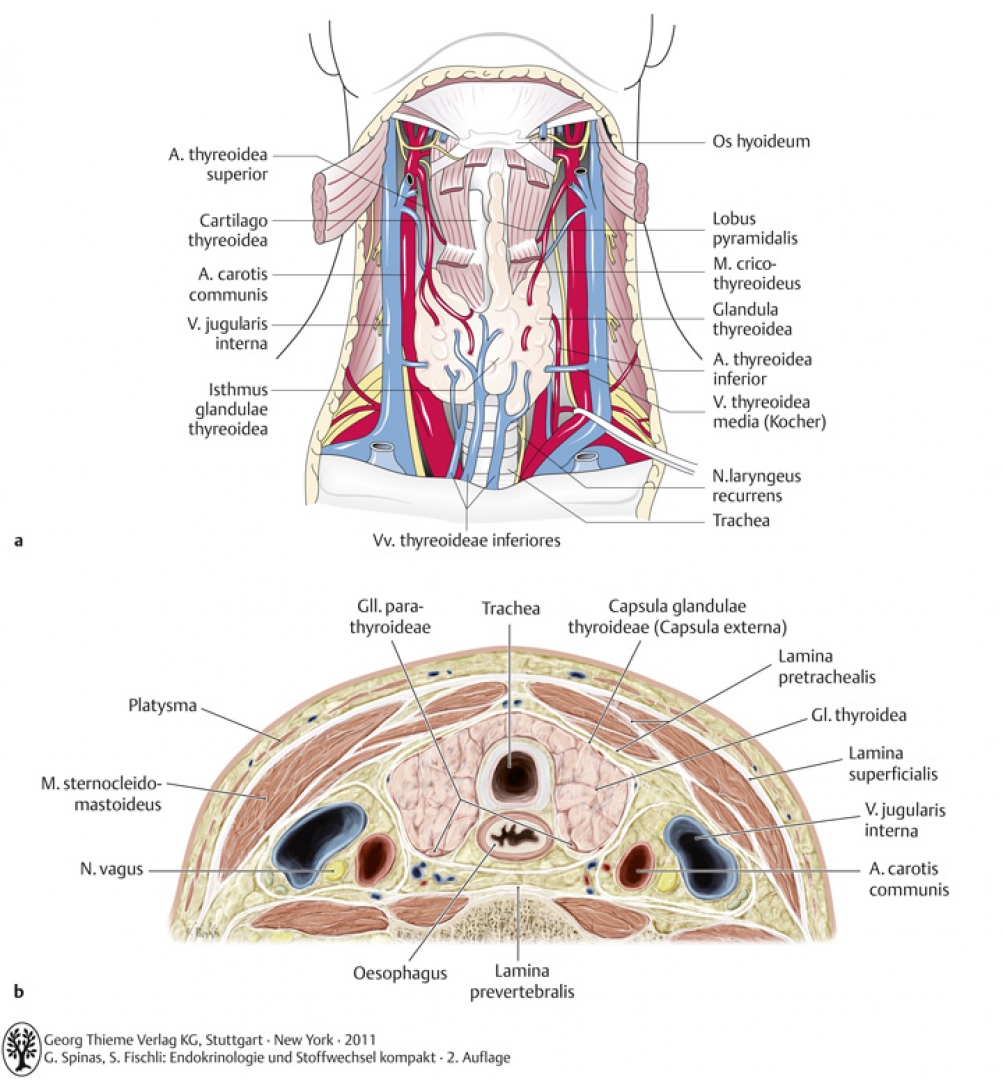 Topographische Anatomie der Schilddrüsenregion. a Ansicht von vorn, b Querschnitt (aus Prometheus)