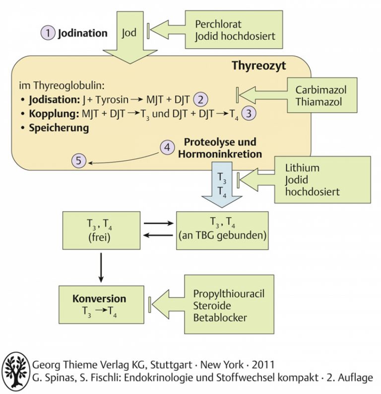 A Spinasgtv B V Endokrinologie Und Stoffwechsel Polybook