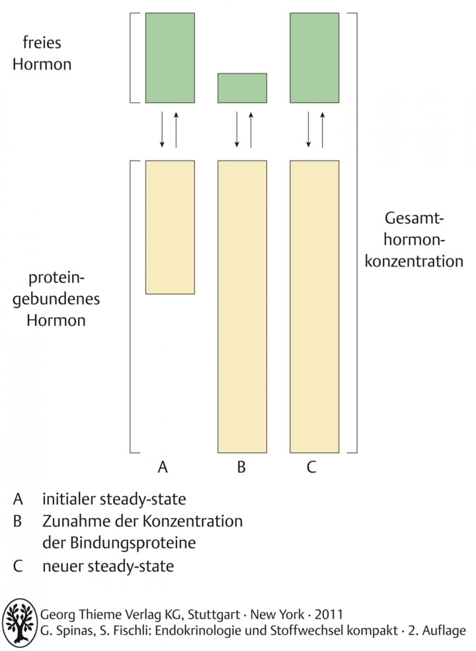 Gleichgewicht zwischen proteingebundenem Hormon und freier Hormonkonzentration