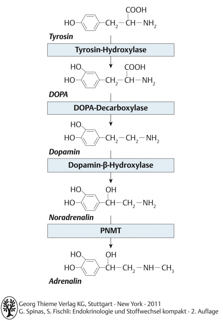 Schritte der Katecholaminsynthese. DOPA: Dihydroxyphenylalanin. PNMT: Phenylethanolamin-N-methyltransferase