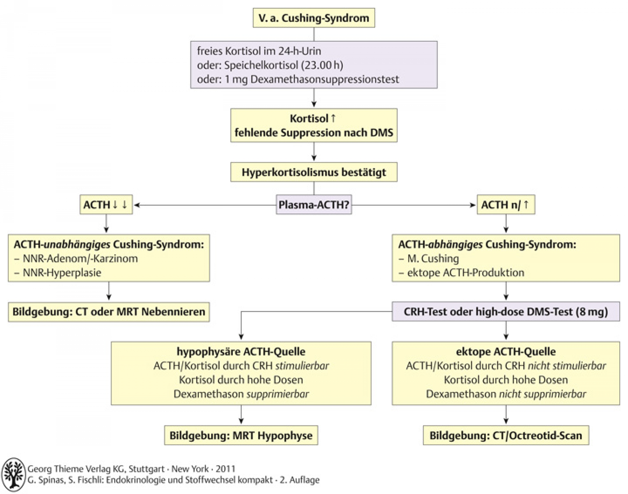 Diagnostischer Algorithmus bei Verdacht auf Cushing-Syndrom. NNR: Nebennierenrinde , DMS: Dexamethason.