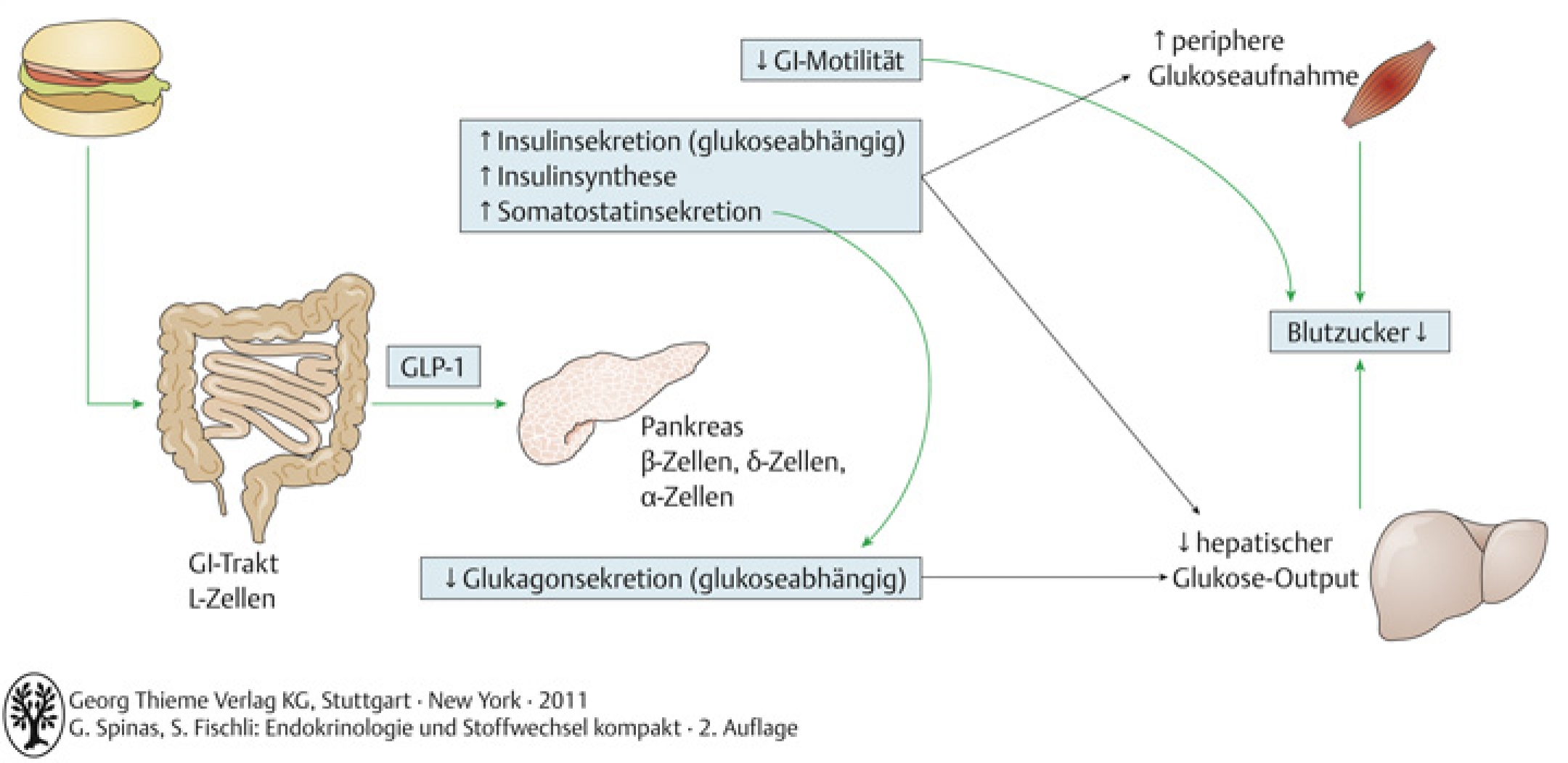 Physiologische Effekte der Inkretine am Beispiel von GLP-1 (nach Brubaker & Drucker 2004)