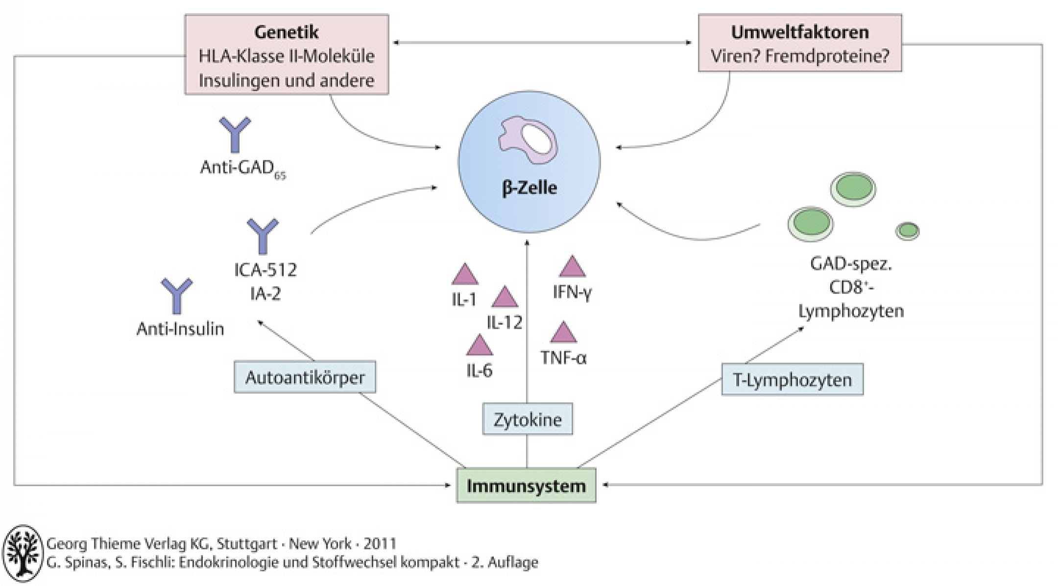 Pathogenese des Diabetes mellitus Typ 1 - Wechselwirkung zwischen Genetik, Umweltfaktoren und Immunsystem
