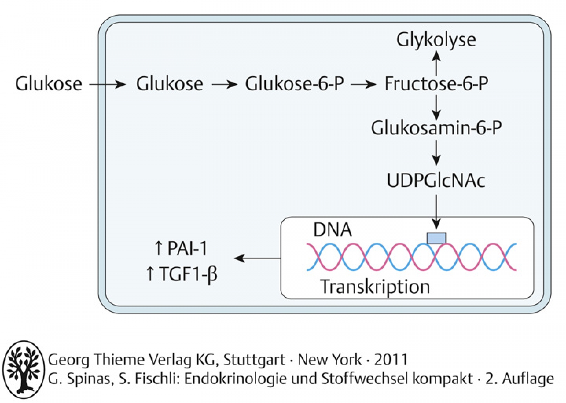 Hexosamin-Stoffwechselweg.TGF-1β: Transforming Growth Factor 1β, PAI-1: Plasminogen Activator Inhibitor 1, UPDGIcNAc: Uridin-Diphosphat-N-Acetyl-Glukosamin (adapt. nach Browlee, Nature 2001)