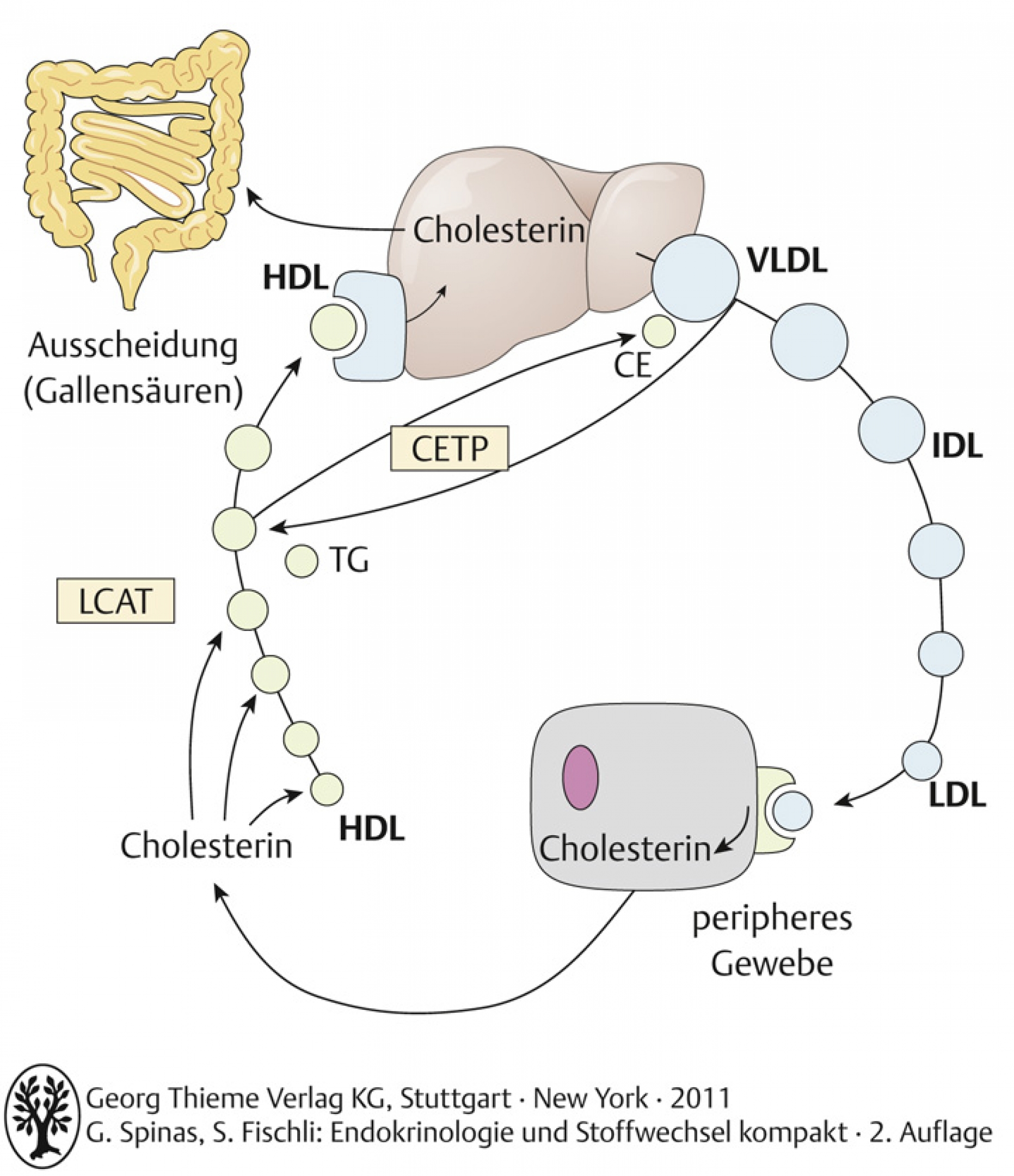 Reverser Cholesterintransport. CEPT: Cholesterinester-Transferprotein, LCAT: Lecithin-Cholesterin-Acyltransferase, CE: Cholesterinester, TG: Triglyzeride