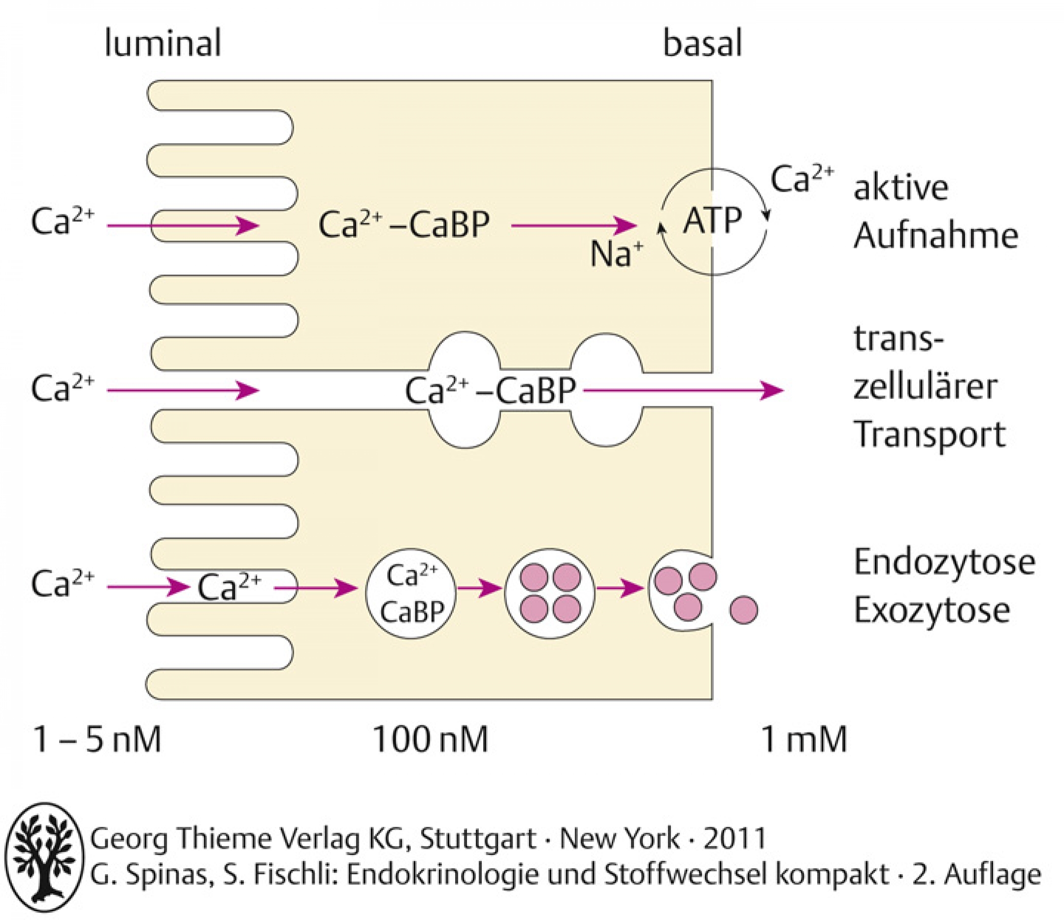 Mechanismus des Kalziumresorption im Darm . CaBP: kalziumbindendes Protein