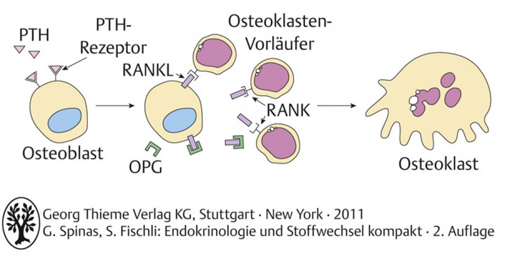 C01 05spinasgtv11b2160v1 Endokrinologie Und Stoffwechsel Polybook 9429