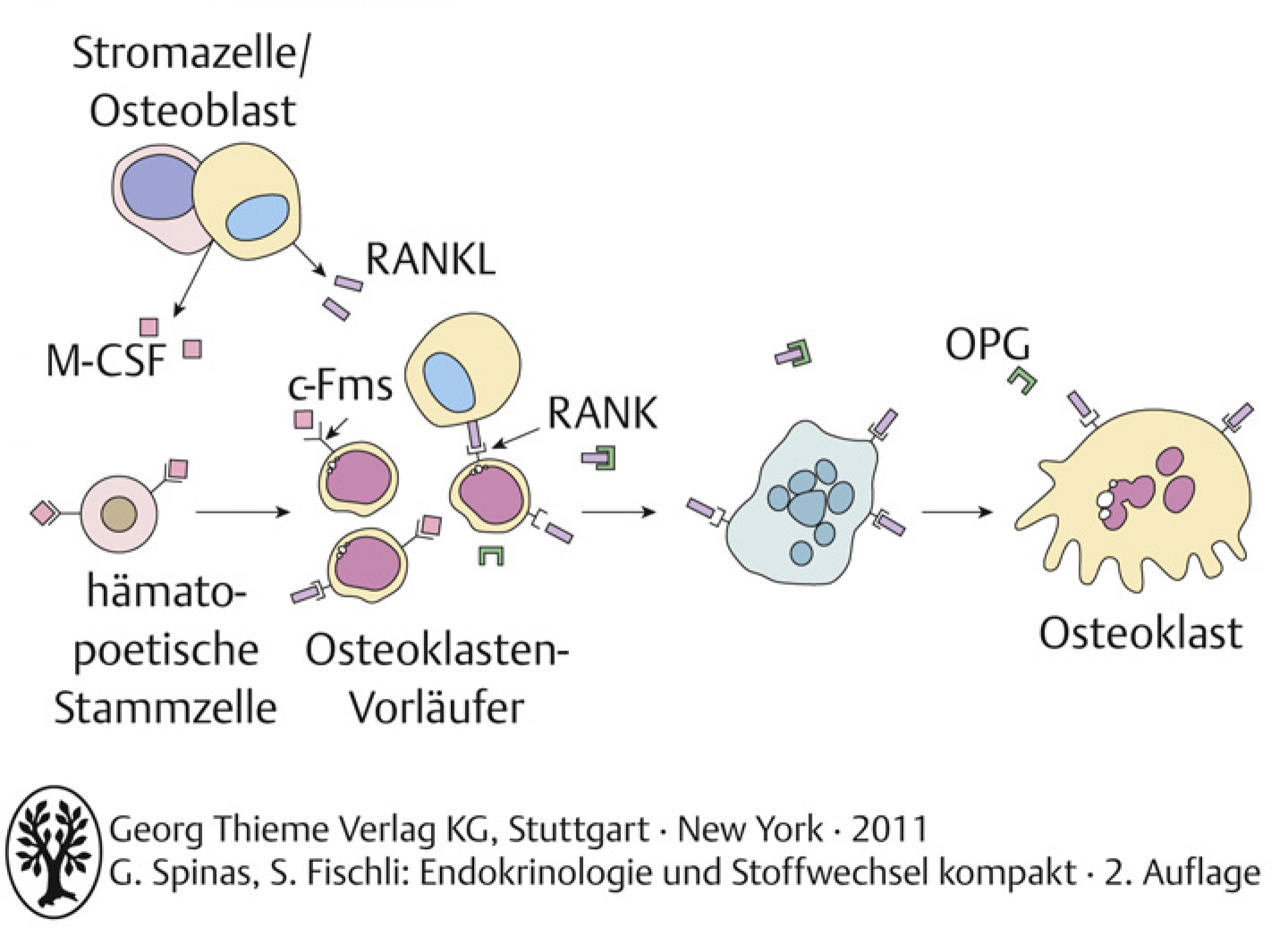 Steuerung der Osteoklastenrekrutierung und -aktivität durch die Osteoklasten c-Fms: Rezeptor für M-CSF M-CSF: makrophagenkoloniestimulierender Faktor RANK: Rezeptoraktivator des nukleären Faktors KB RANKL: RANK-Ligand OPG: Osteoprotegerin