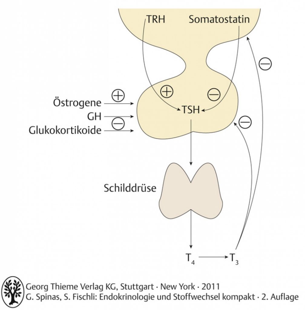 A11_43_4d244192dd1c819283749f28101155e6_B1080_v1 – Endokrinologie Und ...