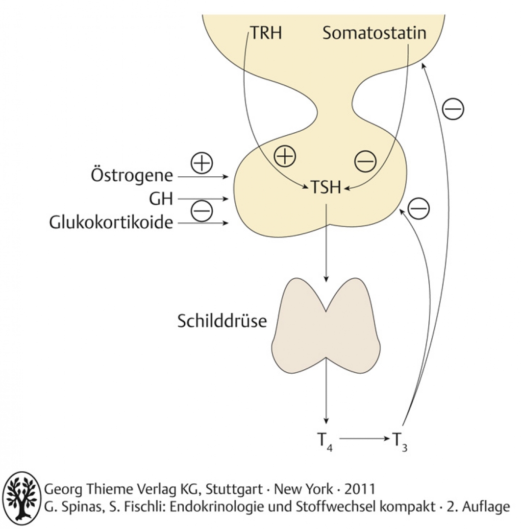 Regulation der TSH-SekretionGH: Wachstumshormon, TRH: Thyreotropin-releasing Hormone, TSH: thyroidestimulierendes Hormon, T3: Trijodthyronin, T4: Tetrajodthyronin (Thyroxin)