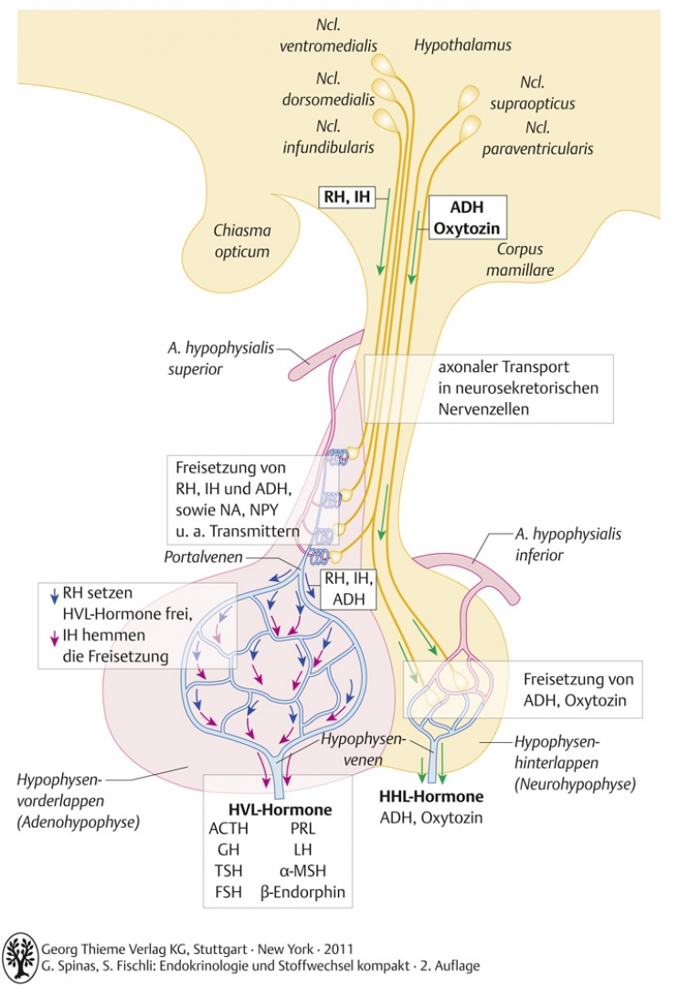 Anatomie und Physiologie des hypothalamo-hypophysären Systems.ACTH: adrenokortikotropes Hormon, ADH: antidiuretisches Hormon, α-MSH: melanozytenstimulierendes Hormon, FSH: follikelstimulierendes Hormon, IH: Release-inhibiting Hormone, LH: luteinisierendes Hormon, NA: Noradrenalin, NPY: Neuropeptid Y, PRL: Prolaktin, RH: Releasing Hormone, GH: Wachstumshormon, TSH: thyroideastimulierendes Hormon