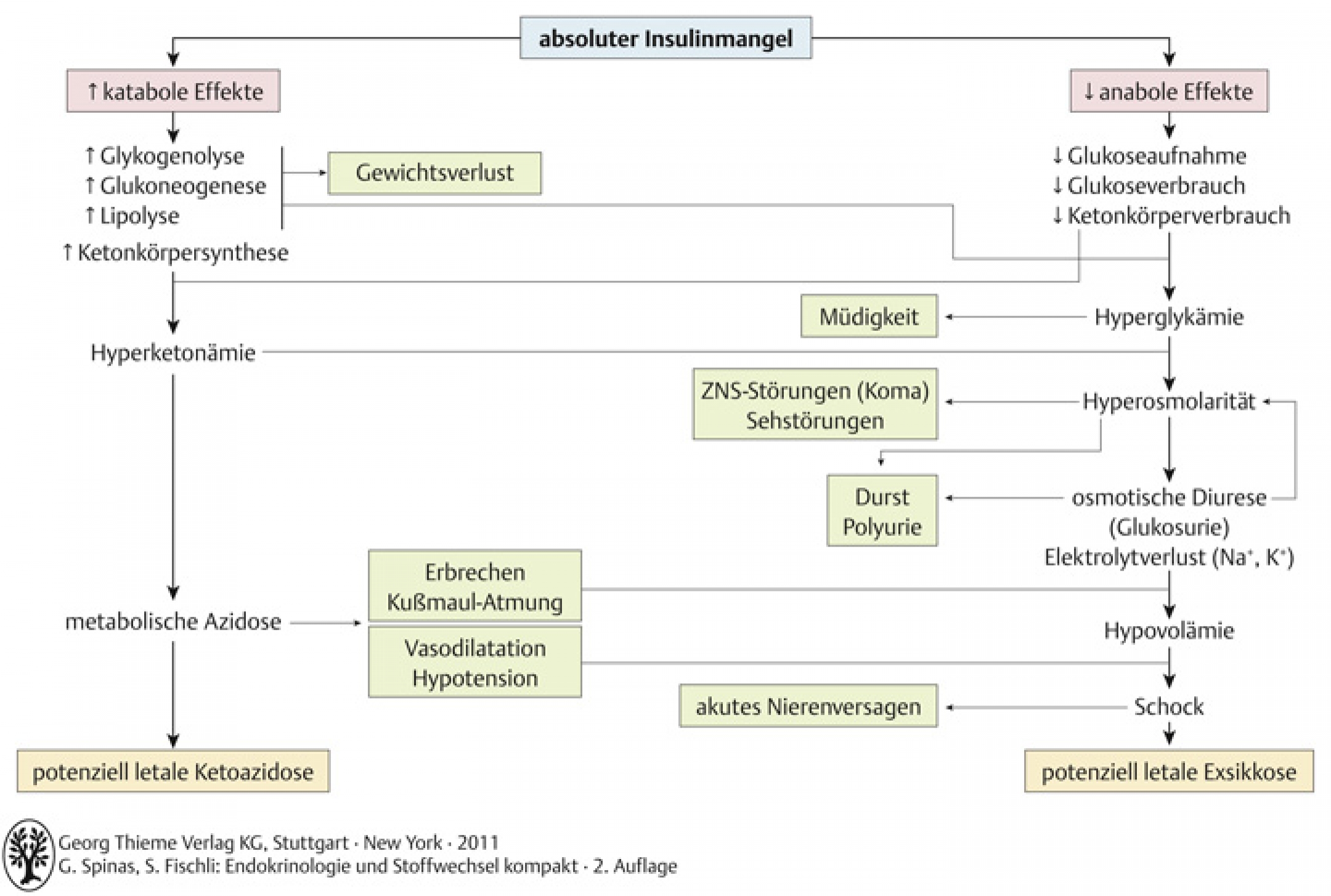 Diabetes mellitus – Endokrinologie und Stoffwechsel PolyBook