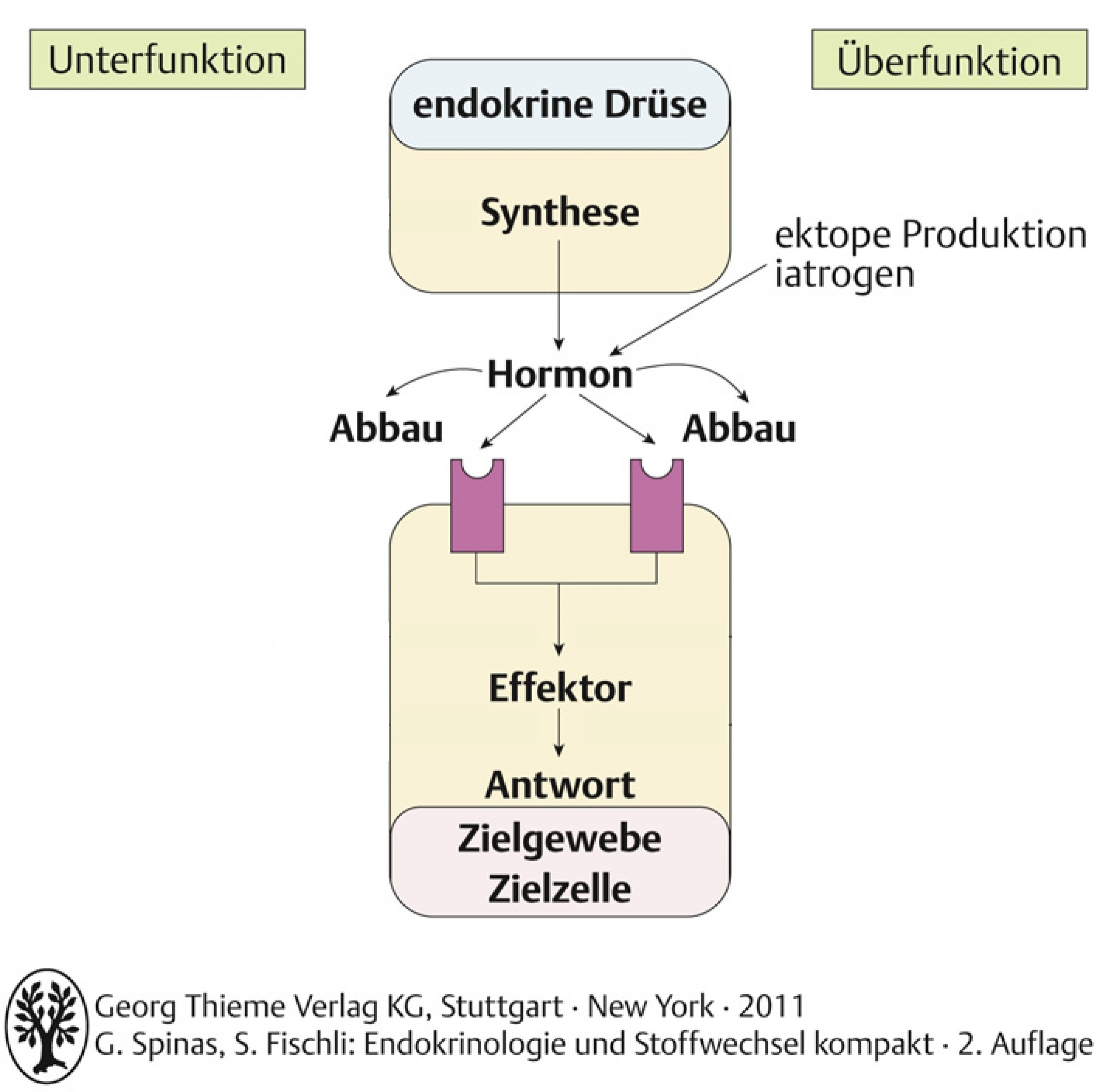 Endokrine Storungen Endokrinologie Und Stoffwechsel Polybook