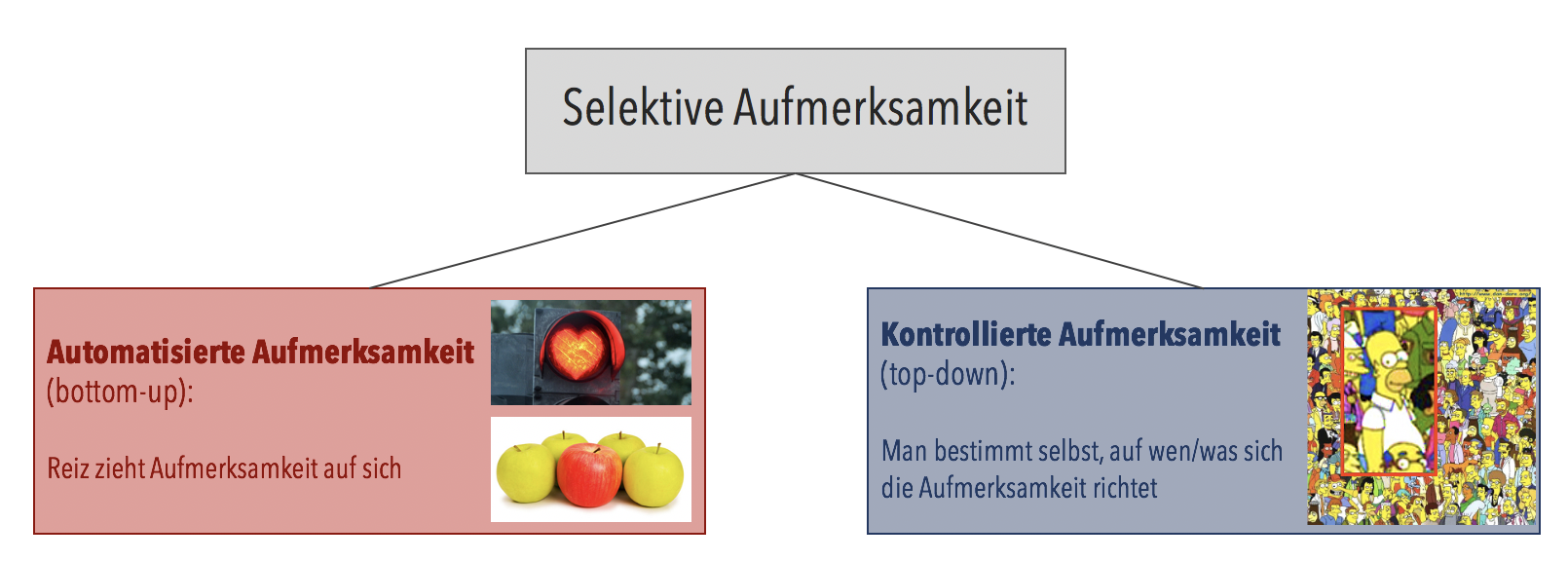 Aufmerksamkeit – Anatomie & Physiologie I – Neurophysiologie