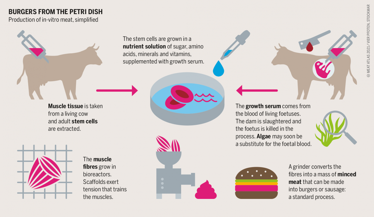 Production life cycle of in vitro meat (Francesco Ajena, 2021)